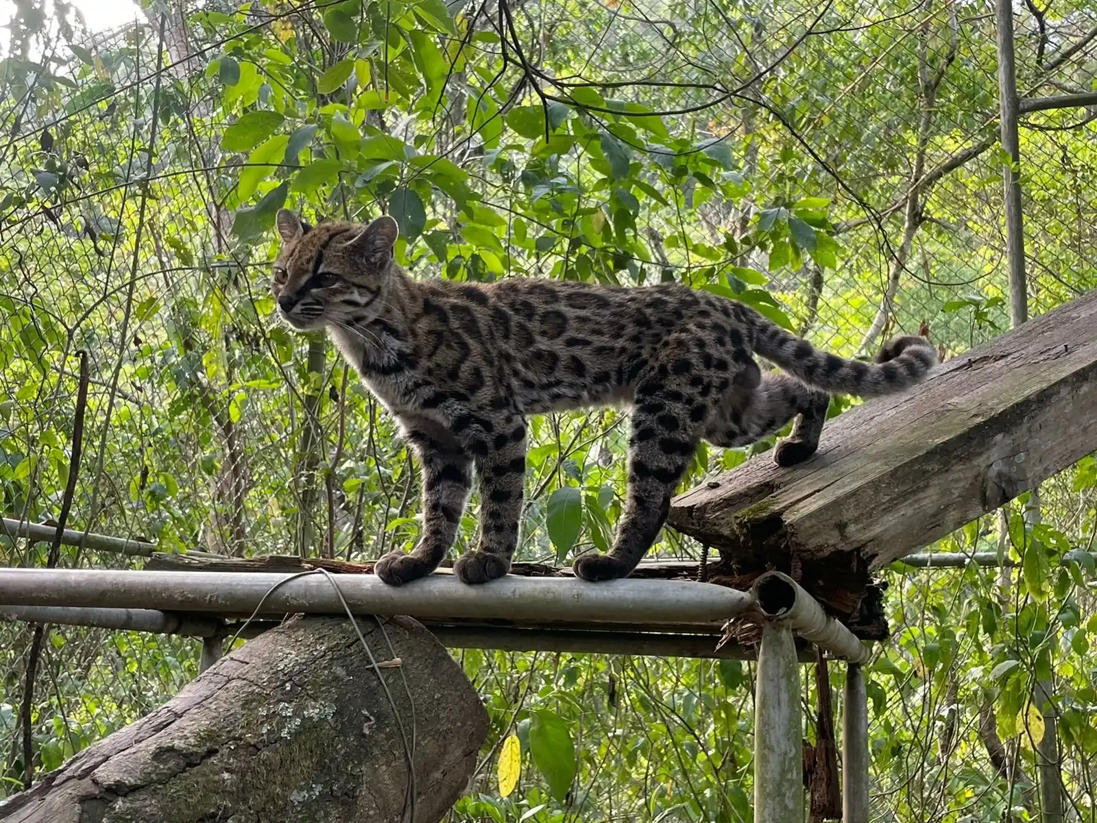 Découverte d'une nouvelle espèce de chat : « Désormais, le véritable défi concernant le Leopardus tilcayo est de le protéger » (Espagnol)