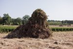 Le mal-être vigneron : une simple question d'argent ?