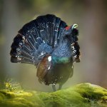 La chasse au grand tétras, plus gros oiseau terrestre sauvage d'Europe, est désormais interdite en France